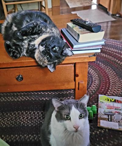 A tortoiseshell cat with ear-tips on a desk next to books with a gray and white ear-tipped cat on the floor below her